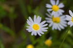 Entireleaf western daisy